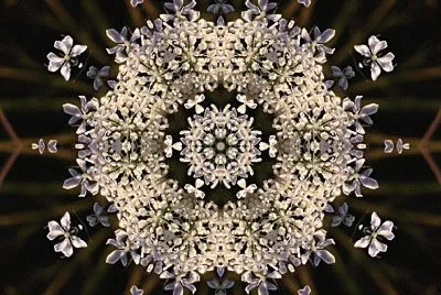 Queen Anne 's lace