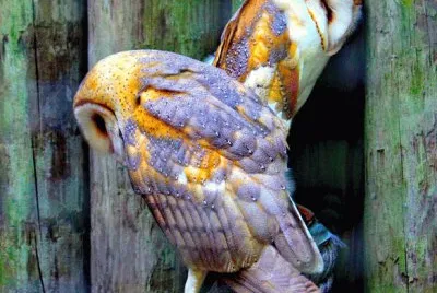 barn owls