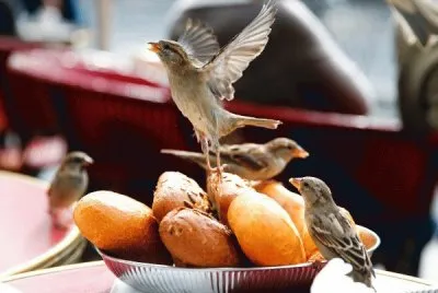 HERMOSOS LADRONES DE PAN