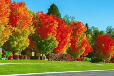 otoÃ±o