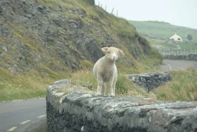 lamb on wall ireland