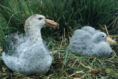 Petrel gegant