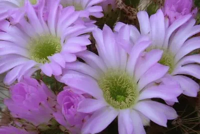 Flors de cactus