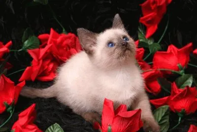gatet