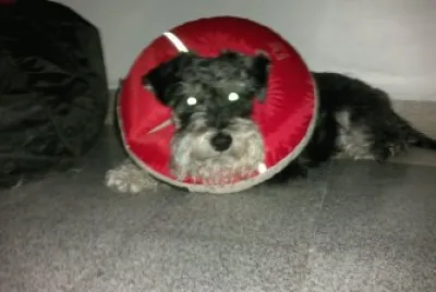Chato3
