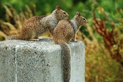 Squirrels jigsaw puzzle