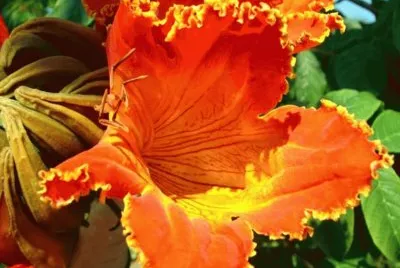 Spathodea Campanulata