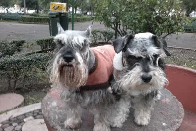 chato-Dave