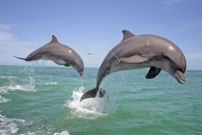 UN PAR DE SALTARINES