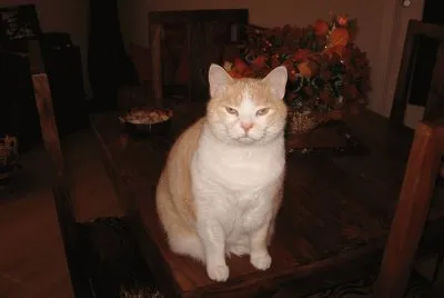 animali