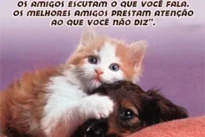 gatinho