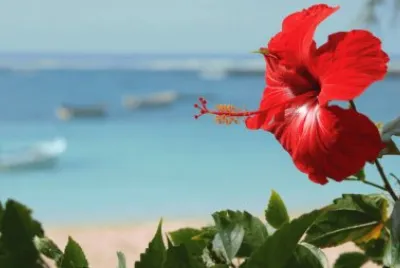 TULIPÃN EN ISLA MAURICIO