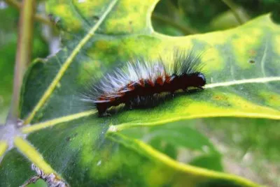 Fauna Pululahua