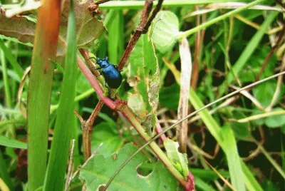 Fauna Pululahua