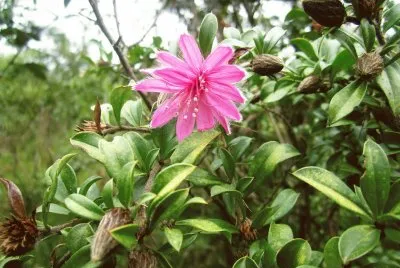 Flora Pululahua