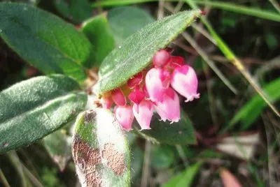 Flora Pululahua