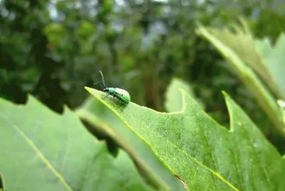 Fauna Pululahua