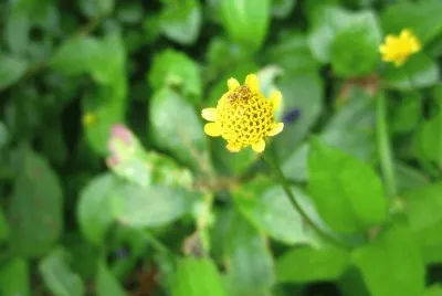Flora Pululahua