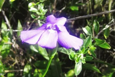 Flora Pululahua