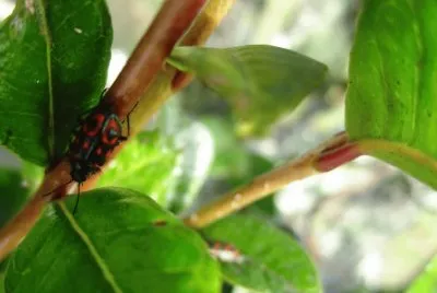 Fauna Pululahua