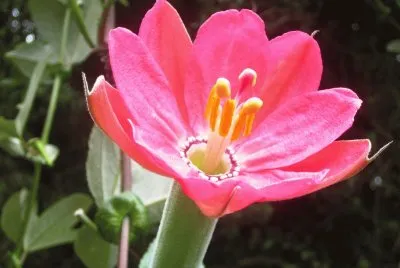 Flora Pululahua