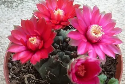 Flors de cactus