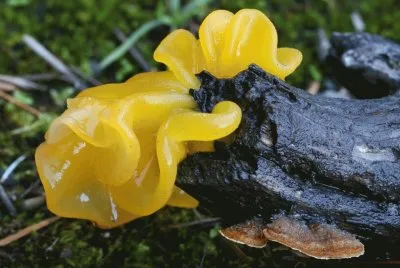 Tremella Aurantia
