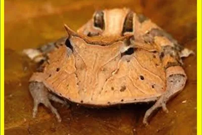 Rana Vaquero - Surinam