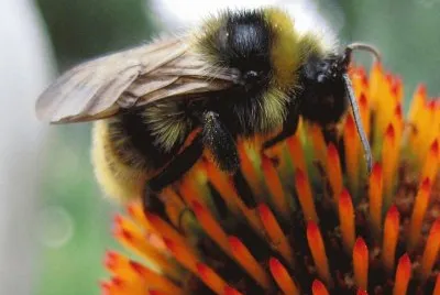 Abejorro en Echinaceae