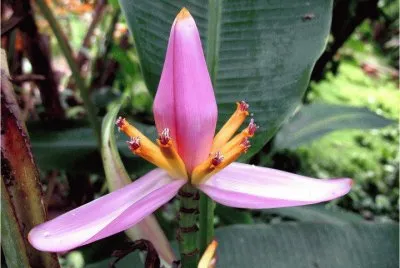 BELLEZA EN EL TRÃ“PICO