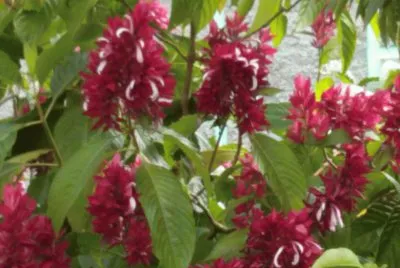 plumeros jigsaw puzzle