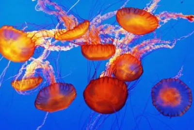 Jellyfish