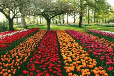 Caminho de Tulipas