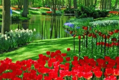 Tulipas jigsaw puzzle