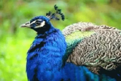 bird