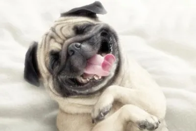 Dog jigsaw puzzle