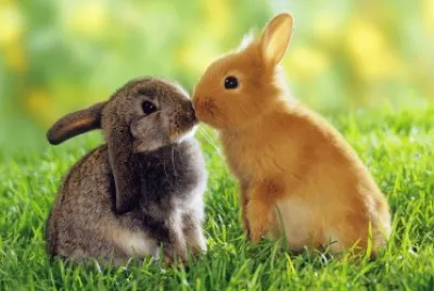 bunny jigsaw puzzle