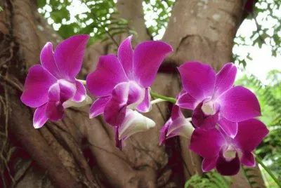 MÃS BELLEZA TROPICAL