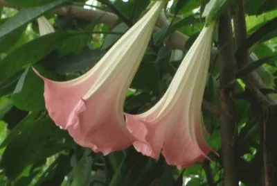 Brugmansia Suaveolens