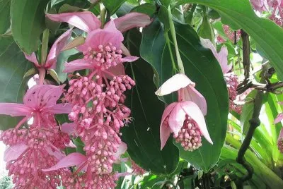 Medinilla Magnifica - Filipinas