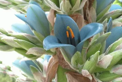 Puya Berteroana - Australia