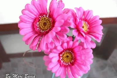 Margarida