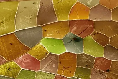 dragonfly wing