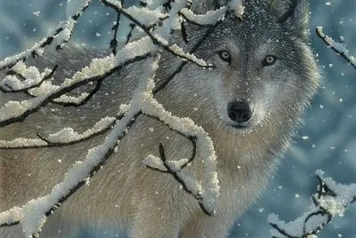 wolf in snow
