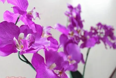 Orquideas