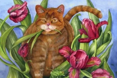 Gatos