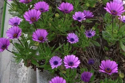 Margarites