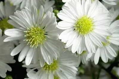 flores jigsaw puzzle