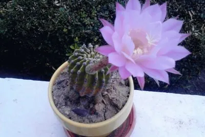 CACTUS NEREIDA