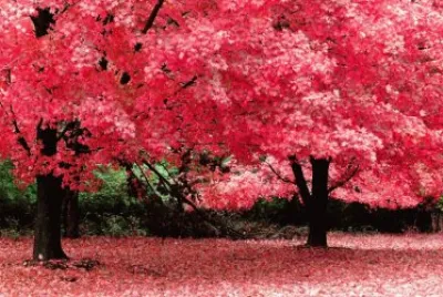 Autumn Trees